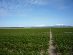 [VZ NZ 2yr field2.jpg]